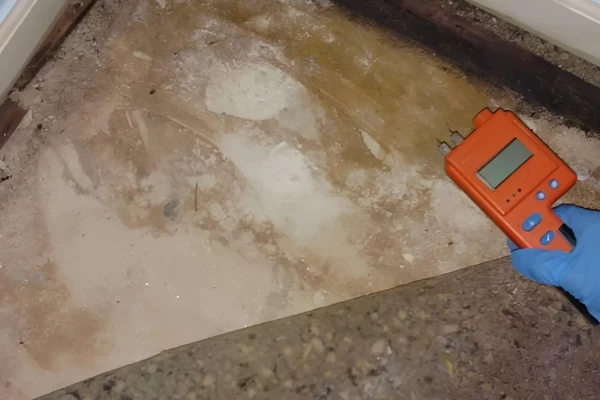 Mold Inspection