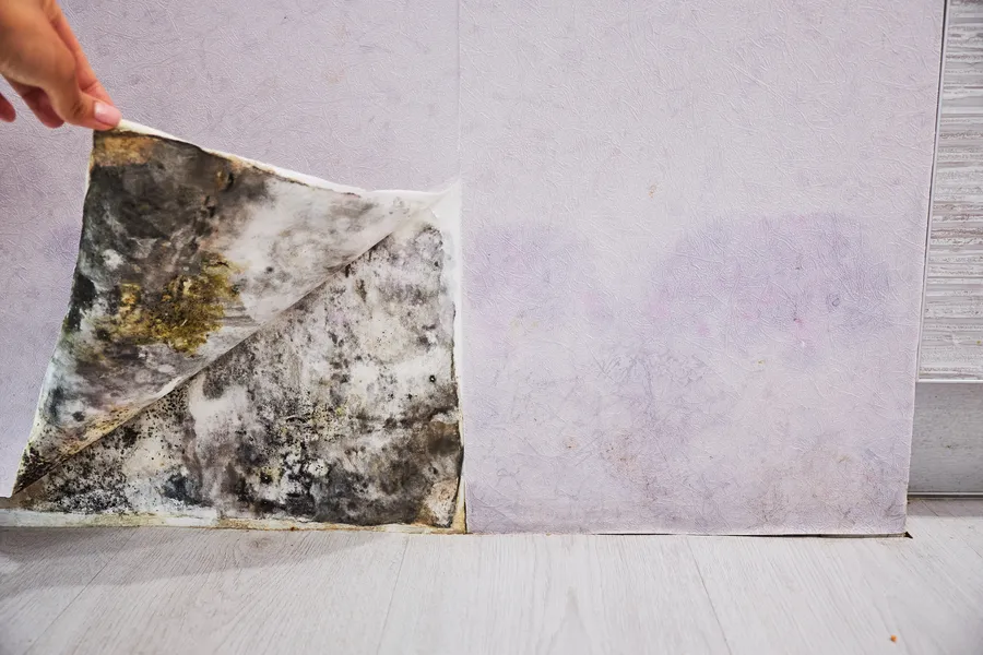 Signs You May Need A Professional Mold Inspection in Smyrna, GA